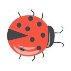 Coccinelle